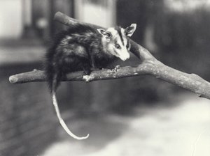 Opossum à oreilles blanches sur une branche au zoo de Londres, décembre 1918